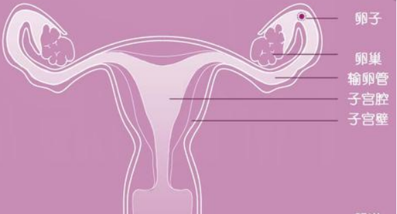 來的剛剛好之婦科調經